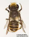 Megachile zapoteca - photo 3