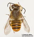 Megachile zapoteca - photo 4