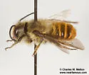 Megachile zapoteca - photo 5