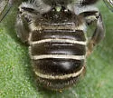 Megachile zaptlana - photo 2