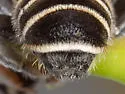 Megachile zaptlana - photo 3