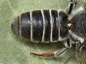 Megachile zaptlana - photo 4