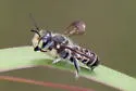 Megachile zaptlana - photo 5