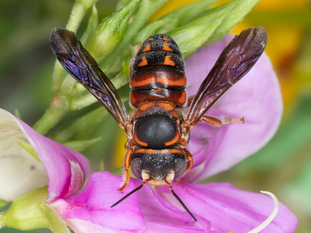 Leafcutter, Mason, and Resin Bees, and allies - photo 2