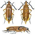 Megachoriolaus ignitus