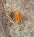 Megacina schusteri