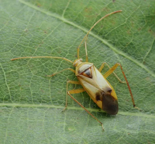 Megacoelum infusum