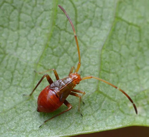 Megacoelum infusum - photo 2
