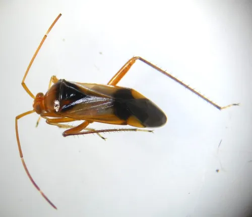 Megacoelum infusum - photo 8