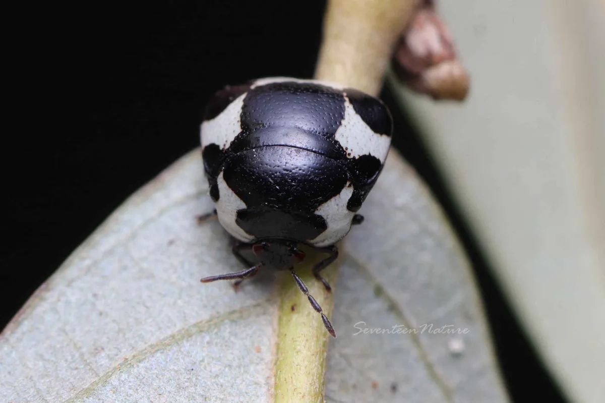 Megacopta bicolor - photo 3