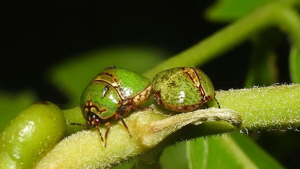 Megacopta horvathi - photo 2