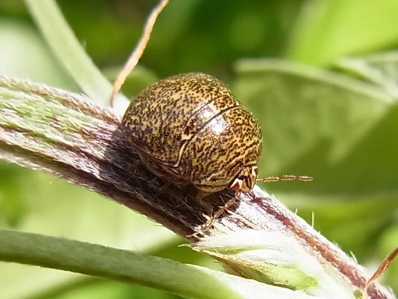 Japanese common plataspid stinkbug - photo 3