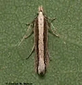 Megacraspedus plutella - Hodges#1687 - Megacraspedus plutella