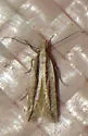 Megacraspedus plutella - Hodges#1687 - photo 2