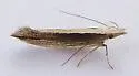 Megacraspedus plutella - Hodges#1687 - photo 4