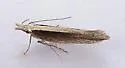 Megacraspedus plutella - Hodges#1687 - photo 5