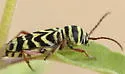 Megacyllene angulifera