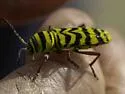 Megacyllene angulifera - photo 3