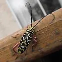 Hickory Borer