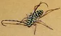 Hickory Borer - photo 2