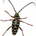 Hickory Borer - photo 3