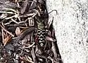 Hickory Borer - photo 4