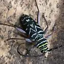 Hickory Borer - photo 5