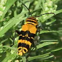 Amorpha Borer