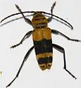 Amorpha Borer - photo 4