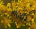 Amorpha Borer - photo 5