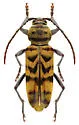 Megacyllene powersi