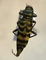 Megacyllene powersi - photo 4