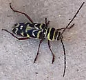 Megacyllene robusta - photo 3