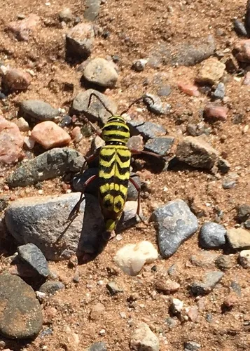 Megacyllene snowi