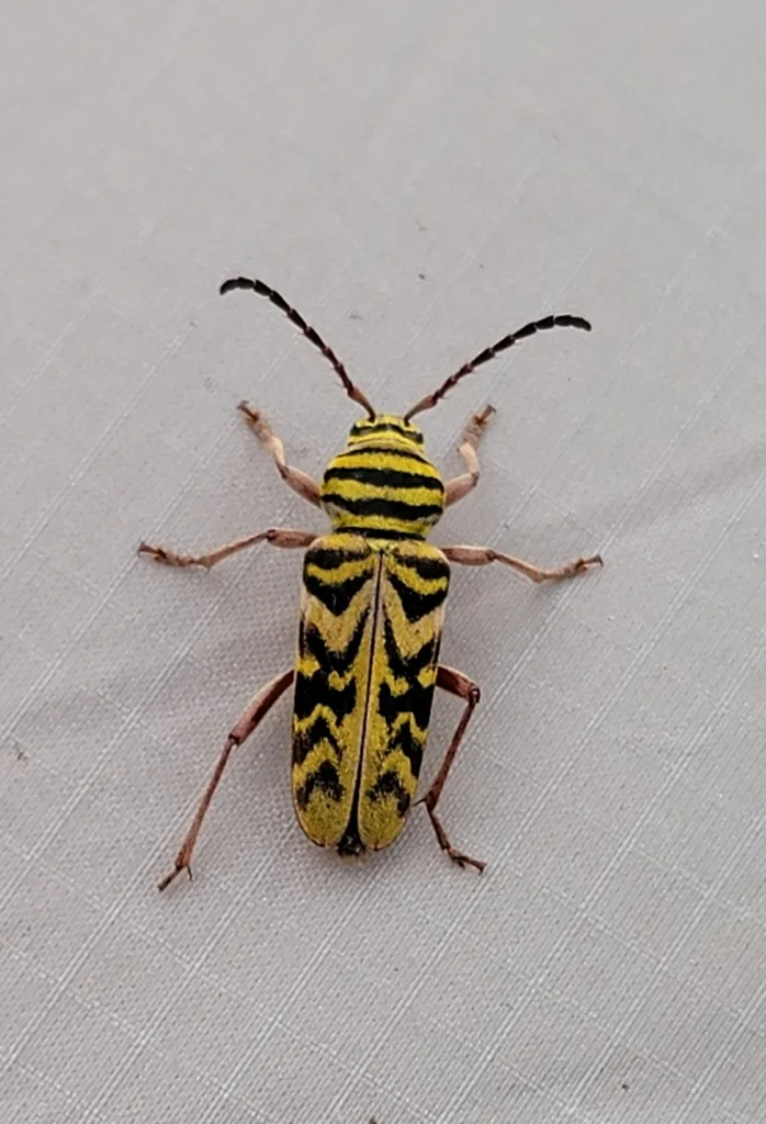 Megacyllene snowi - photo 2