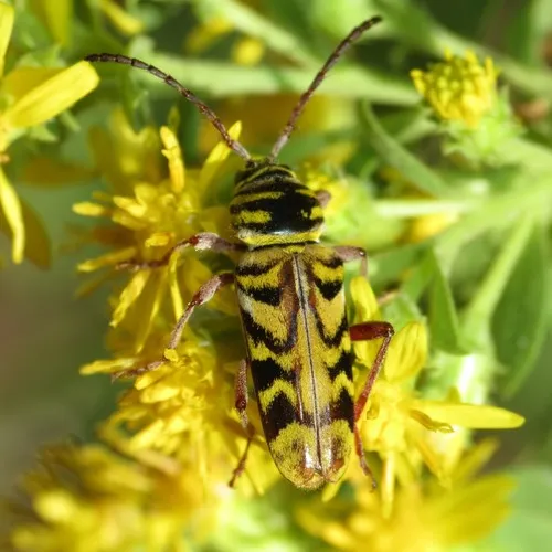 Megacyllene snowi - photo 3