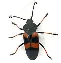Megaderus bifasciatus