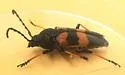 Megaderus bifasciatus - photo 3
