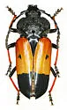 Megaderus bifasciatus - photo 4