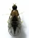 Megagrapha exquiseta
