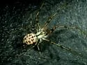 Megalepthyphantes nebulosus