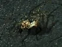 Megalepthyphantes nebulosus - photo 2