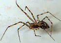 Megalepthyphantes nebulosus - photo 3