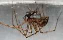 Megalepthyphantes nebulosus - photo 4