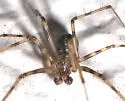 Megalepthyphantes nebulosus - photo 5