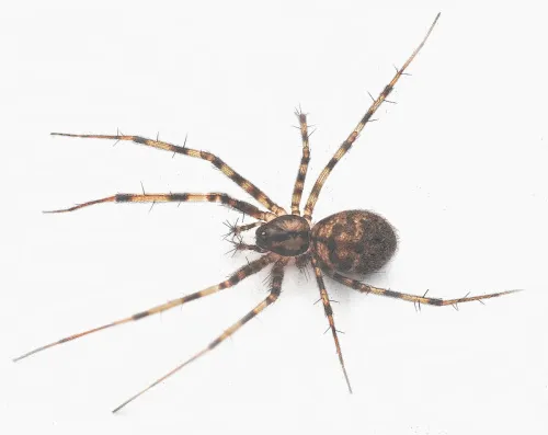 Megalepthyphantes sp. near collinus - Megalepthyphantes sp. near collinus