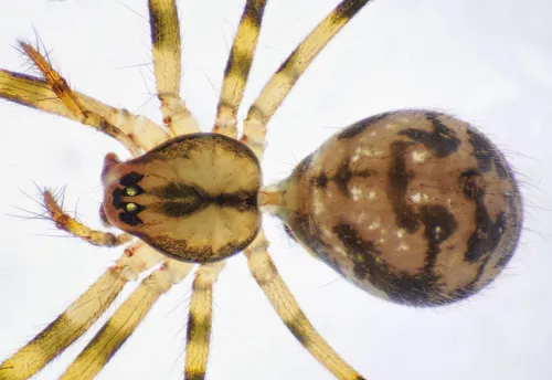 Megalepthyphantes sp. near collinus - photo 2