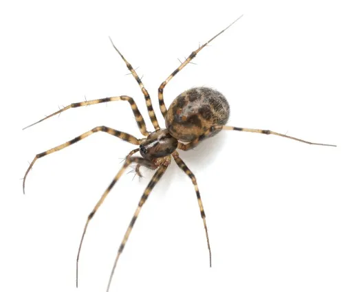 Megalepthyphantes sp. near collinus - photo 6