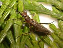 Megaleuctra complicata