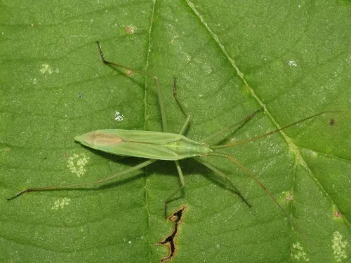 Megaloceroea recticornis